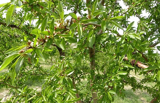 Malatya'da dondan etkilenmeyen tek ürün belli oldu!