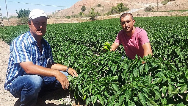 Yetiştirdiği ürünler yok satıyor 
