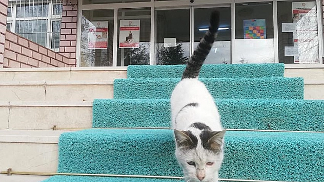 Kaymakamlığın maskotu oldu
