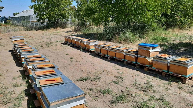 Malatya'da Arı Sütünün Kalite Sırları Ortaya Çıktı