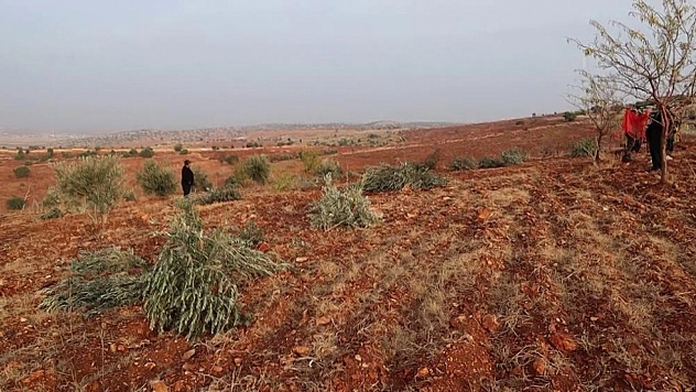 10 bin ağacı yok ettiler