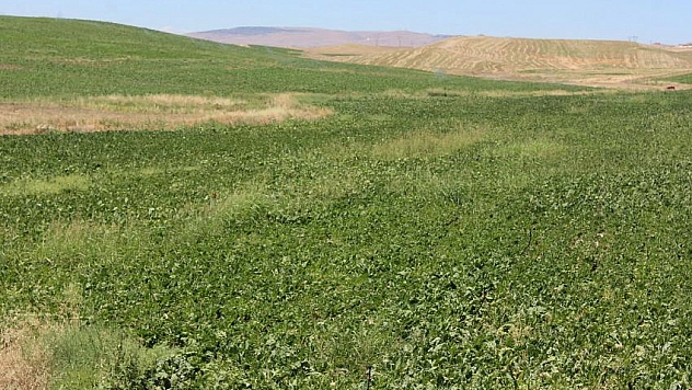 120 bin ton pancar bekleniyor
