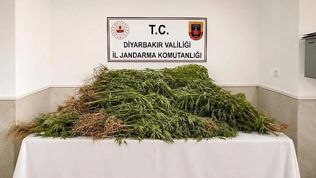 144 bin 398 kök kenevir ele geçirildi