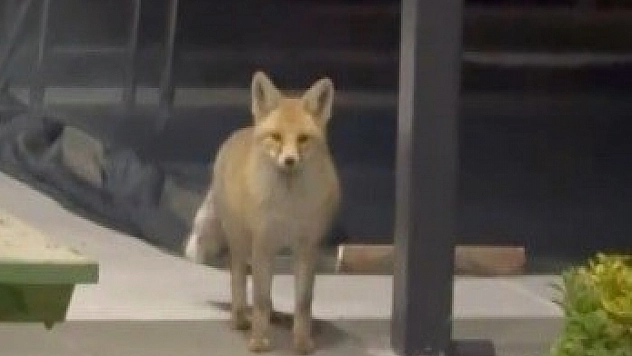 19 köpekli evin bahçesine girdi: Kedi mamalarını rahatlıkla yedi