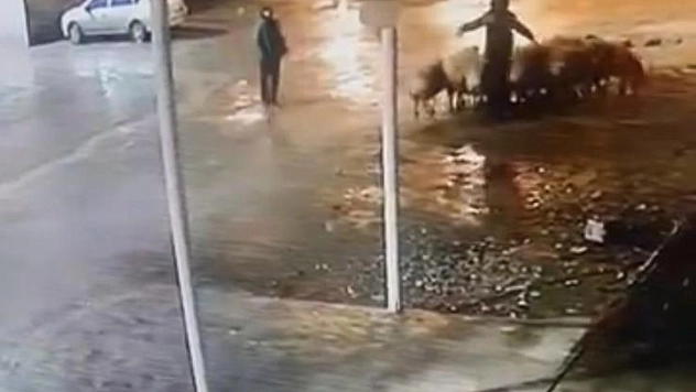 19 koyun çalındı: Hırsızlık anı kameralara yansıdı