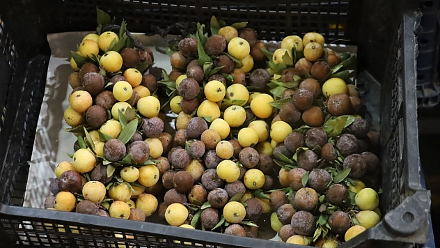 2 yılda bir meyve veriyor: Kilosu 300 liradan satılıyor