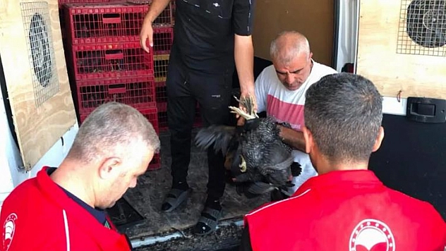 20 aileye 440 kümes hayvanı dağıtıldı