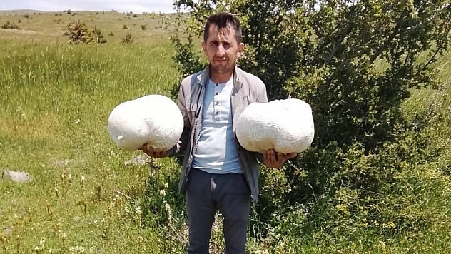 20 kiloluk mantar buldu