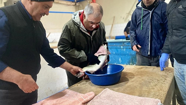 20 milyon yavru alabalık üretildi