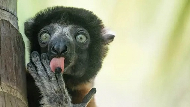 2025'in en komik hayvan fotoğrafları belli oldu!