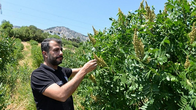 22 bin sumak fidanı verime geçti