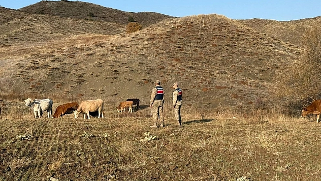23 büyükbaş hayvan gece yarısı kayboldu...