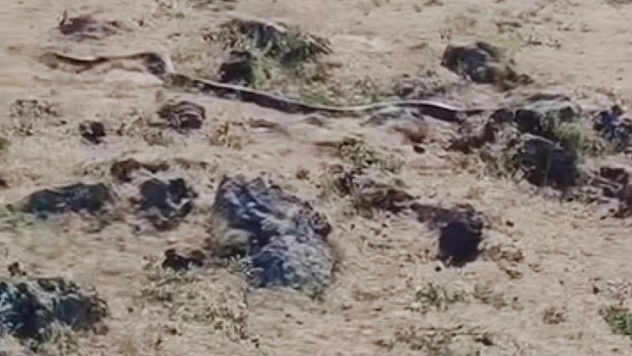 3 metre uzunluğunda yılan görüntülendi