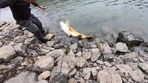 60 kiloluk turna balığı yakalandı