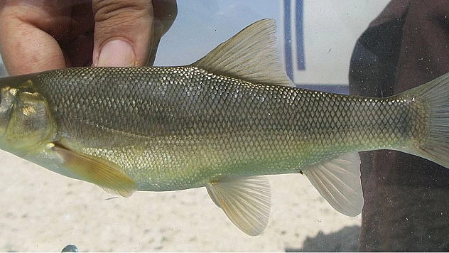 700 bin yavru balık üretildi