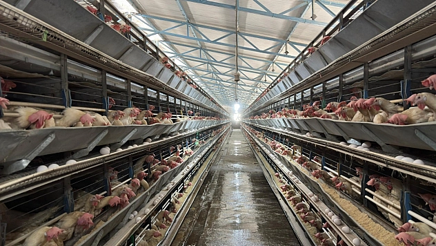 80 bin adet tavuk bulunan işletmeye yeni tesis