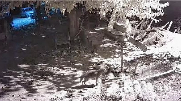 Aç kalan çakal köye indi