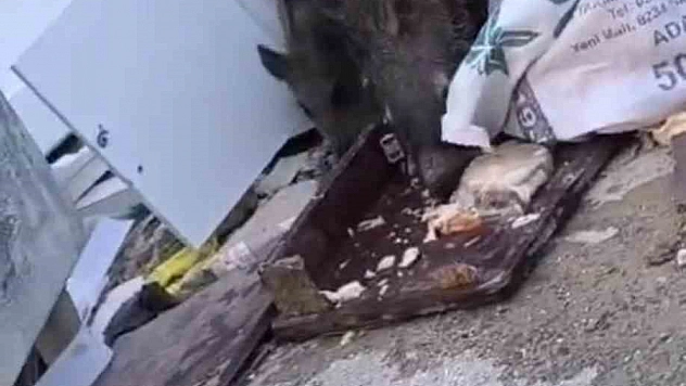 Aç kalan domuz sürüsü çöpte yiyecek aradı