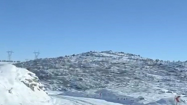 Aç kalan kurt ve domuz sürüsü yerleşim yerine indi