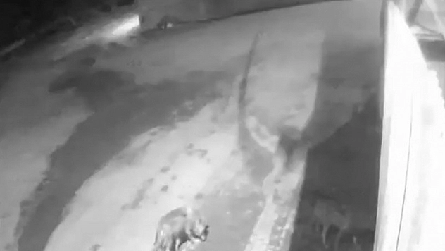 Aç kalan kurtlar köye indi