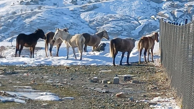 Aç kalan yaban atları merkeze indi