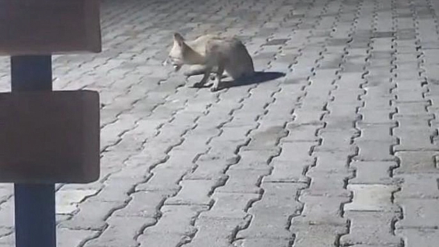 Aç tilki kulübeye girdi