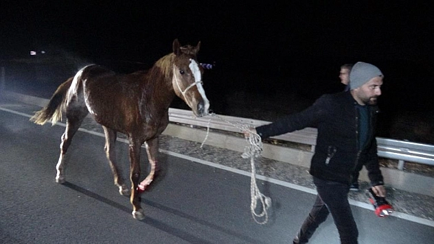 Malatya'da firari atlar için soruşturma