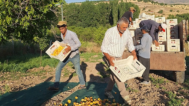 Malatya'da kayısı üreticisi çaresiz kaldı: Sezon bitti ama ödeme telaşı başladı