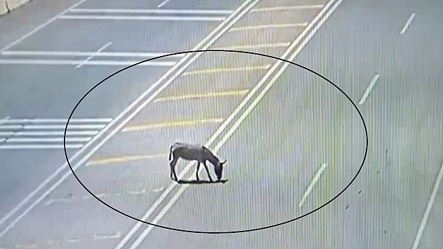 Ana yola çıkarak trafiği tehlikeye düşüren eşek koruma altına alındı