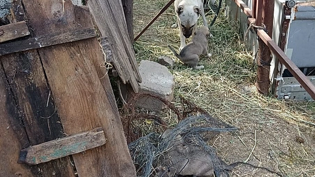 Anne köpeğin yavrularına kavuşması yürekleri ısıttı