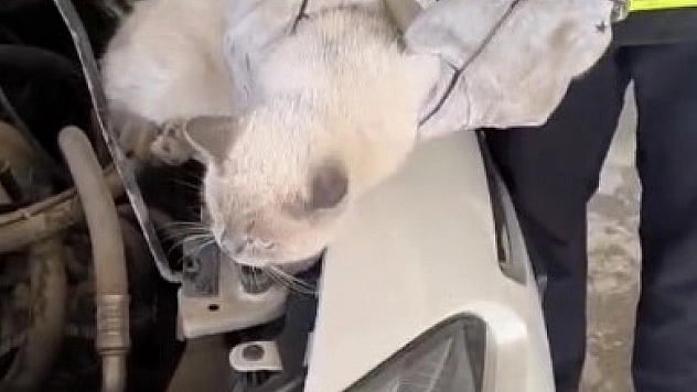 Araç motoruna sıkışan kedi kurtarıldı