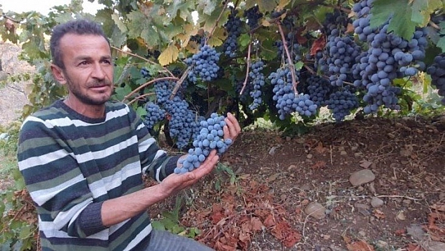 Köhnü üzüm Esenlik'te