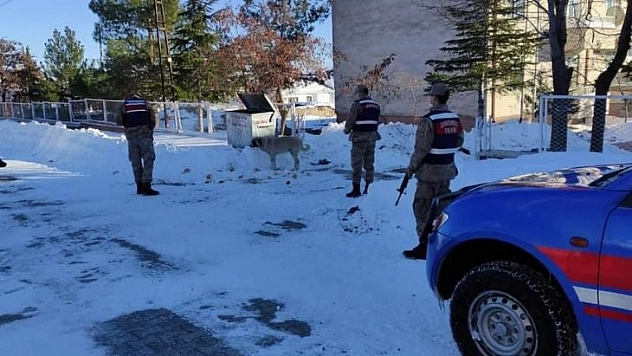 Sokak hayvanları unutulmadı
