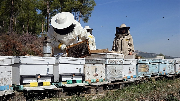 Arıcılara mesleki standart geliyor
