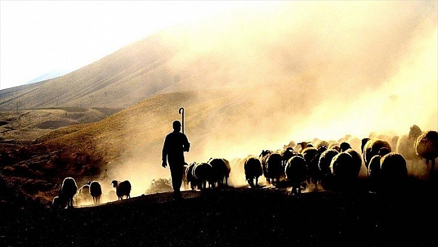 Aslan payı hayvancılığa