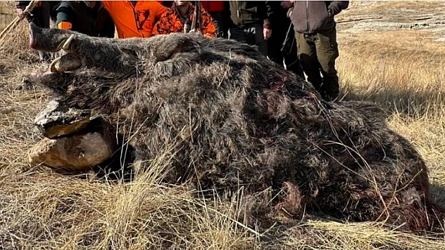 Avcılar 250 kiloluk domuz avladı