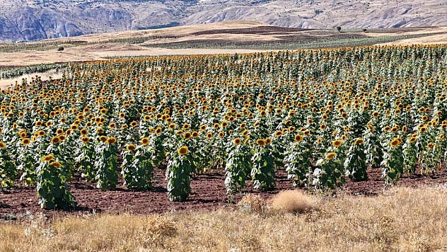 Ayçiçeği üretimi yüzde 109 arttı