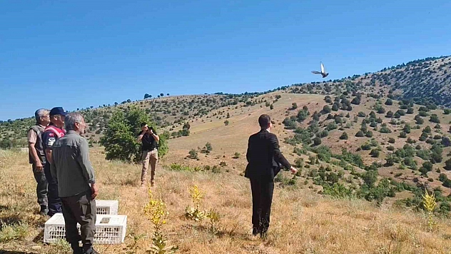 Aydıncık'ta 225 adet keklik doğaya salındı