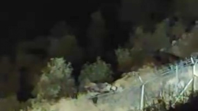 Ayılar kış uyksuna hazırlık yapıyor!