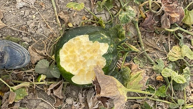 Bahçeler domuzların istilasına uğradı