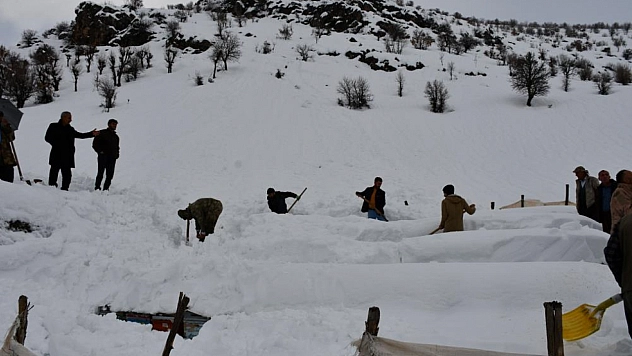 Bal arıları çığ altında kaldı