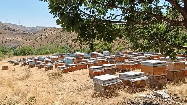 Bal sağımı başladı