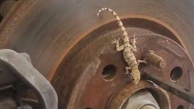 Malatya'da oto ustaları bile şaşırtan olay! Otomobil kertenkeleye yuva oldu