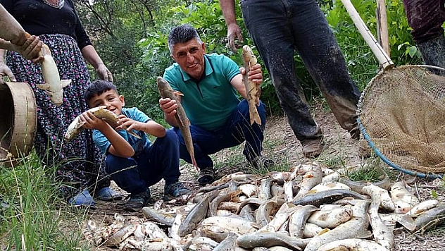 Balıklar kıyıya vurdu