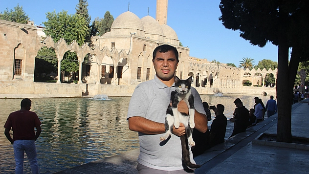 Balıklıgöl'e düşen kedi kalp masajıyla hayata döndü