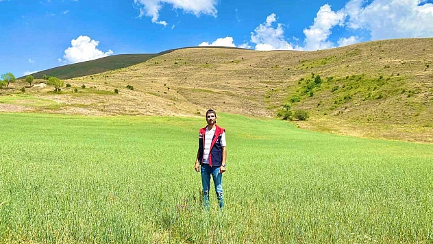 Yem bitkileri için saha çalışmaları sürüyor