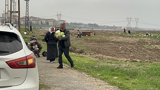 Bedava lahanayı duyan yağmura rağmen tarlaya akın etti