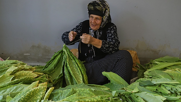 Bereketli topraklarda hasat başladı: Alın teri tarlada, gözler fiyatta