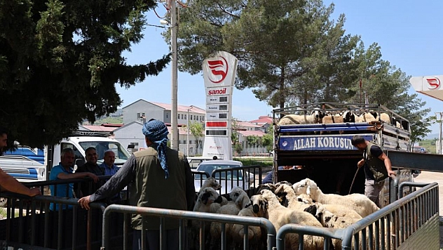 Besiciler kurbanlıklarını sevk etmeye başladı: Fiyatlar 32 bin TL'ye kadar çıkıyor