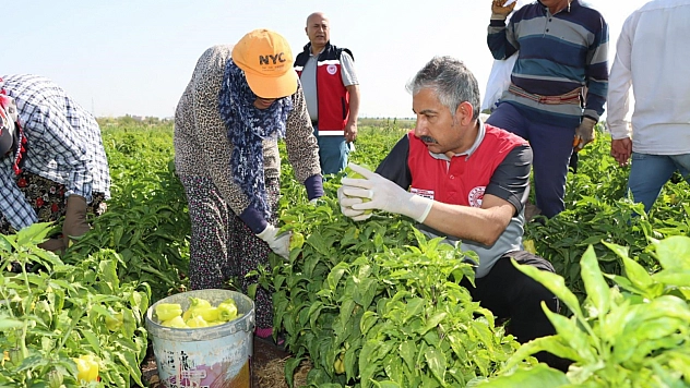Biber hasadı başladı